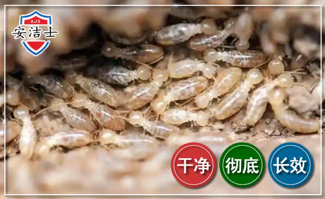 瑞安白蚁防治