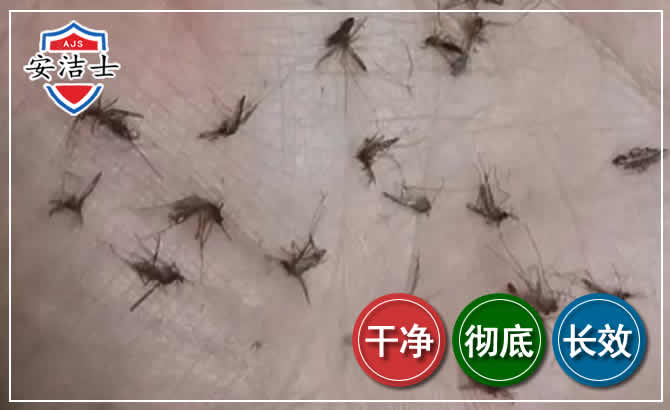 瑞安蚊子防治-灭蚊