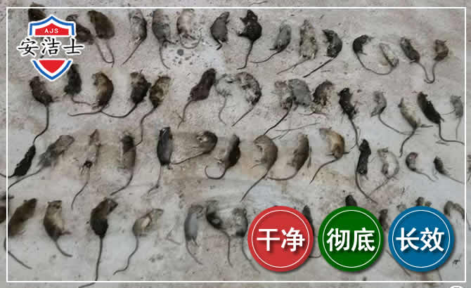 瑞安鼠害防治-灭鼠
