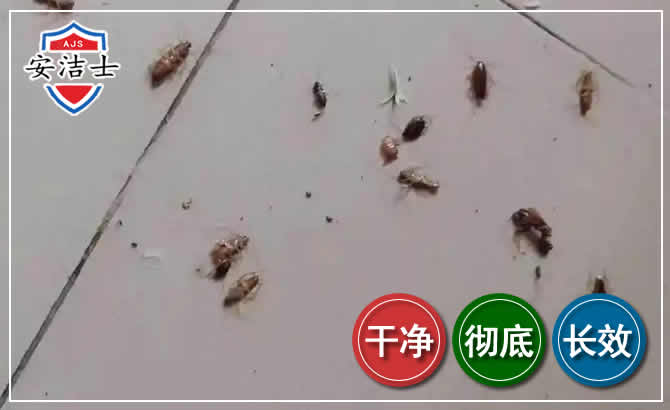 瑞安蟑螂防治-灭蟑螂