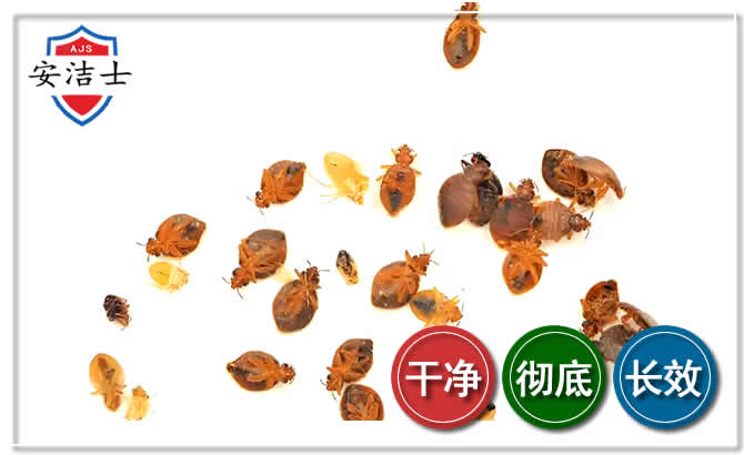 瑞安臭虫防治-消灭臭虫